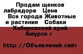 Продам щенков лабрадора › Цена ­ 20 000 - Все города Животные и растения » Собаки   . Хабаровский край,Амурск г.